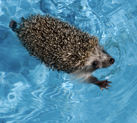 Faune et biodiversité autour de la piscine : protéger les animaux du jardin