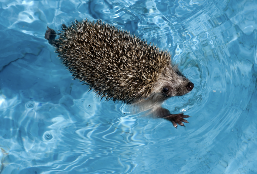Faune et biodiversité autour de la piscine : protéger les animaux du jardin